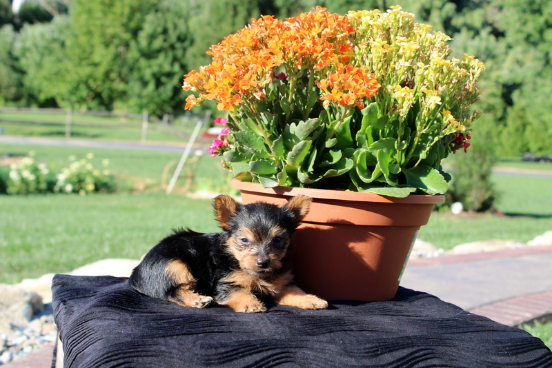 puppy, for, sale, Yorkshire Terrier, Matthew B. Stoltzfus, dog, breeder, Gap, PA, dog-breeder, puppy-for-sale, forsale, nearby, find, puppyfind, locator, puppylocator, aca